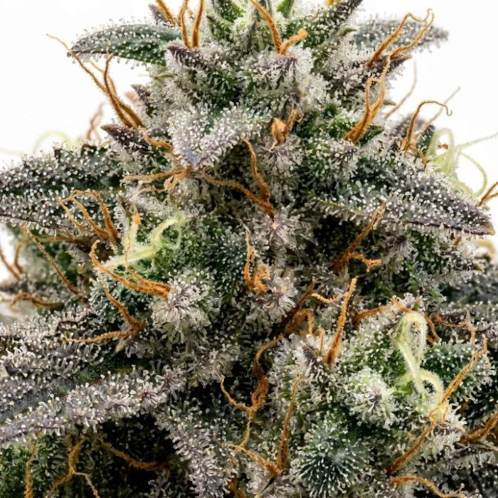 Amnesia Haze Autoflower