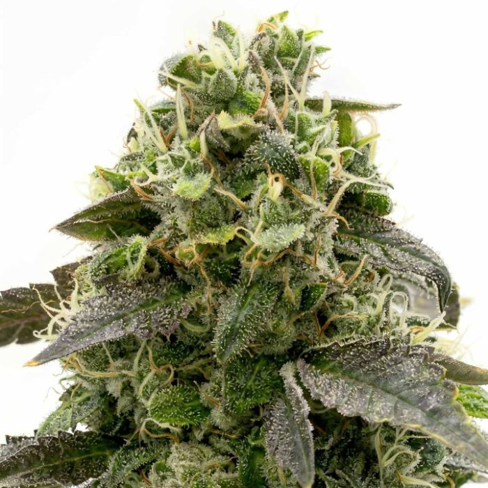 Amnesia Haze Autoflower