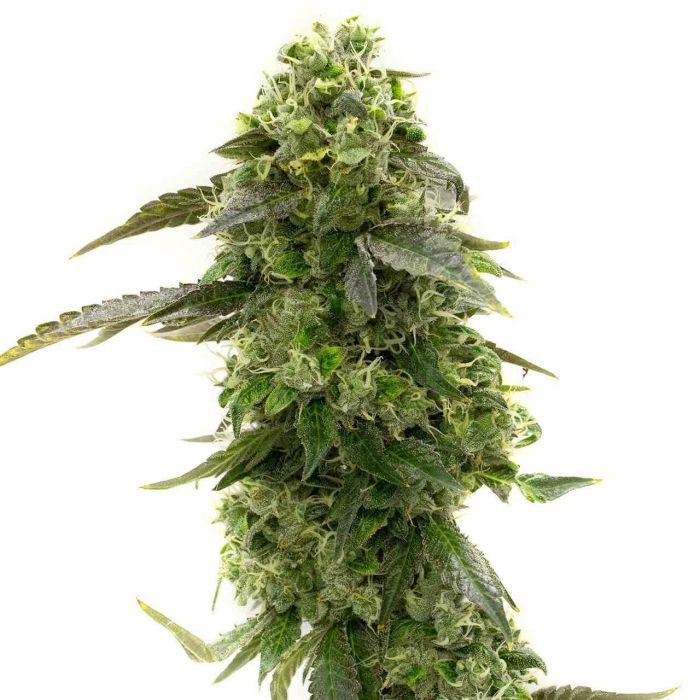 2026 Bestselling Sativa Auto Collection