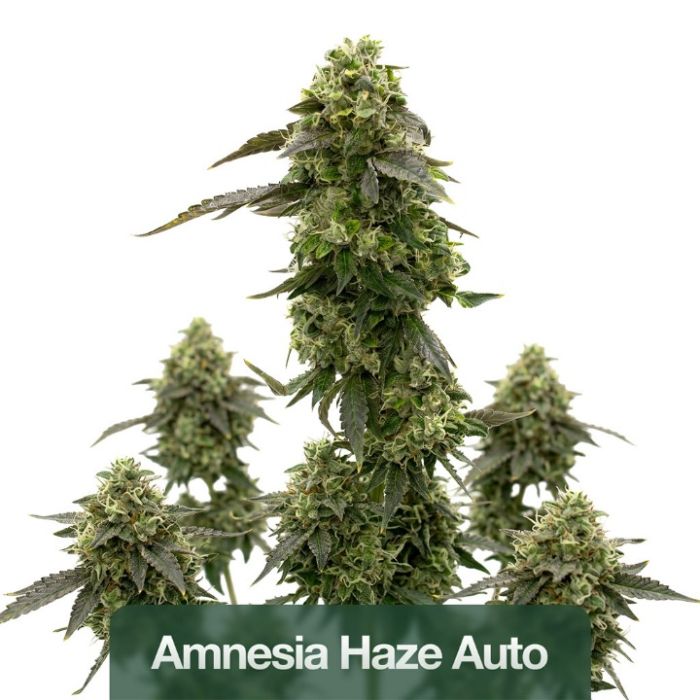 2026 Bestselling Sativa Auto Collection