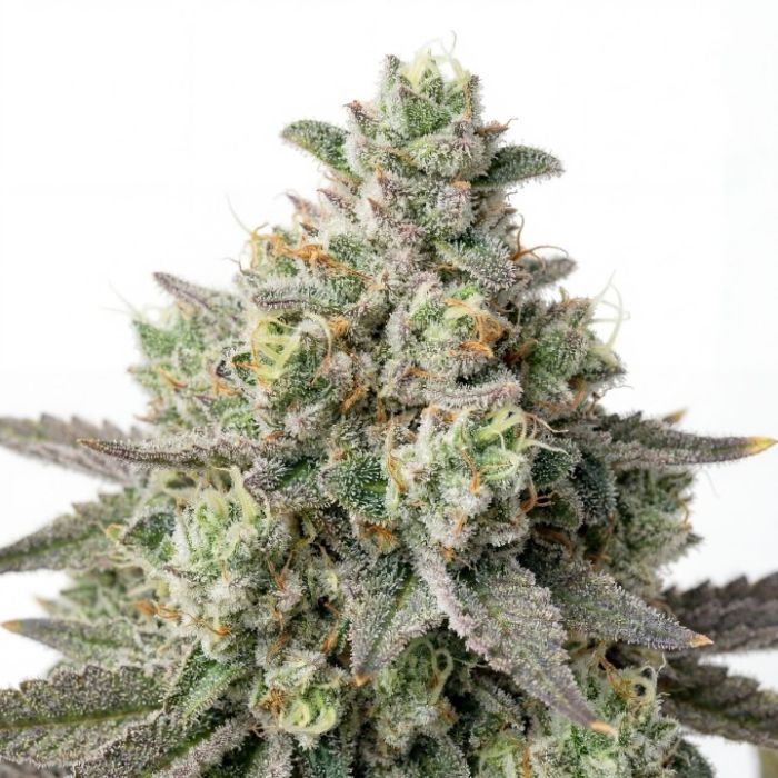 Ape-stronaut Feminized