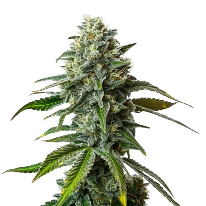 Ape-stronaut Feminized Cannabis Seeds