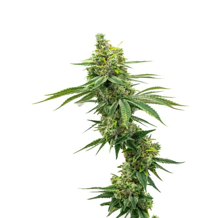 Apple Fritter Feminized Cannabis Seeds