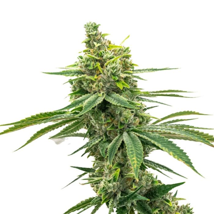 Apple Fritter Autoflower Cannabis Seeds