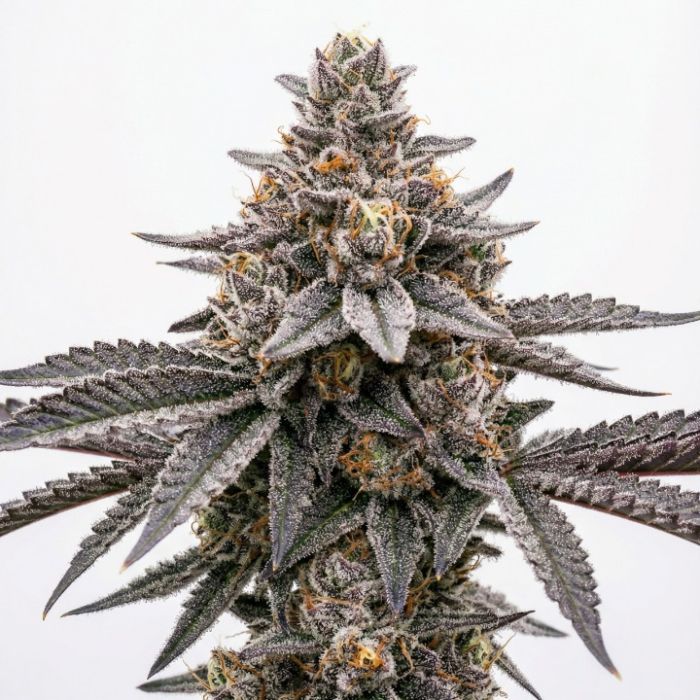 2026 Bestselling Hybrid Fem Collection