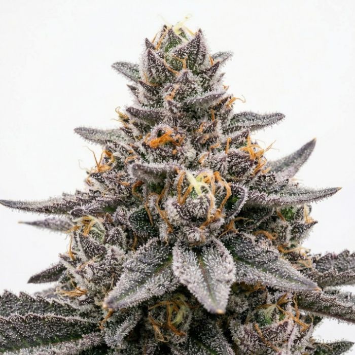 Apple Fritter Autoflower Cannabis Seeds