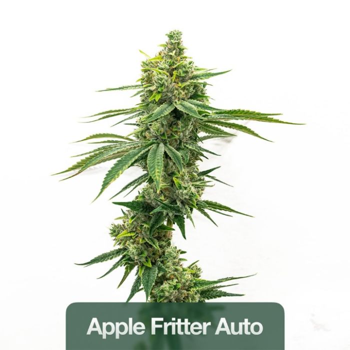 High THC Auto Seeds Mix Pack