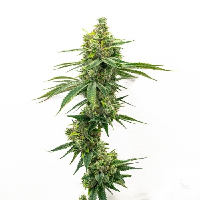 Outdoor Autoflower Mix Pack
