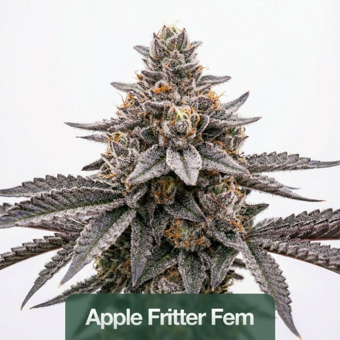 2026 Bestselling Hybrid Fem Collection