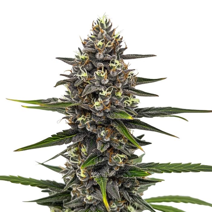 Astro Fizz Feminized Cannabis Seeds