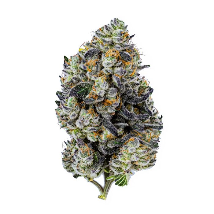 Astro Fizz Feminized Cannabis Seeds