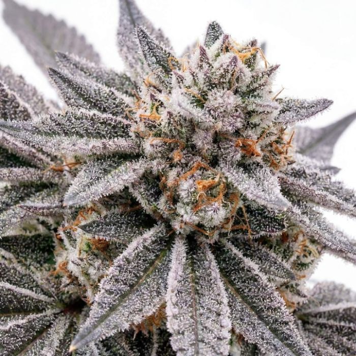 Astro Fizz Feminized