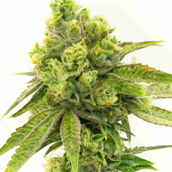 Moby Dick Feminized Cannabis Seeds