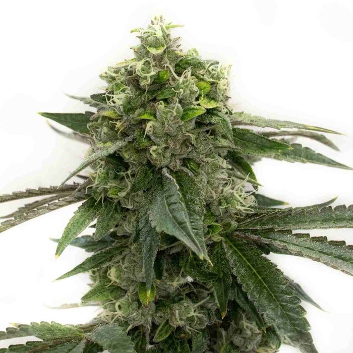 Bubblegum Haze Feminized Cannabis Seeds