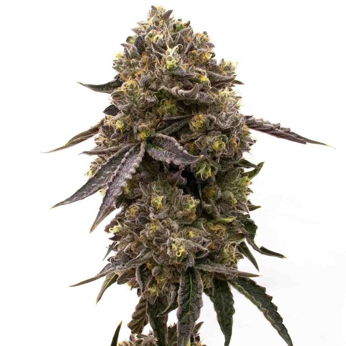 Purps Mix Pack