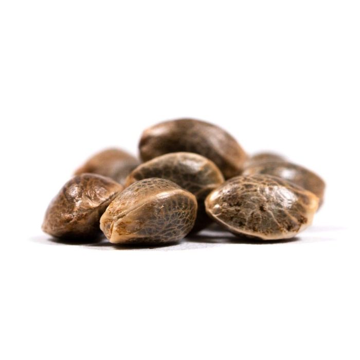 OG Kush Feminized Cannabis Seeds