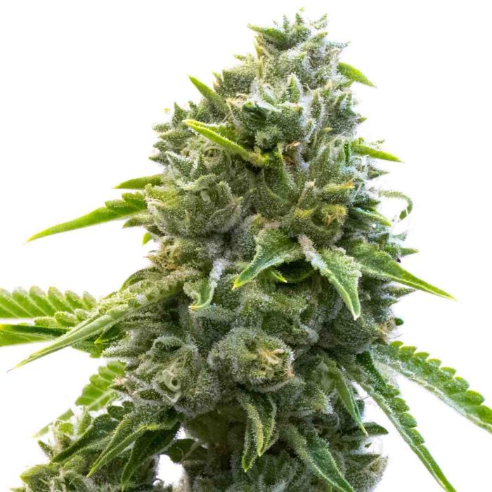 LA Confidential Feminized Cannabis Seeds