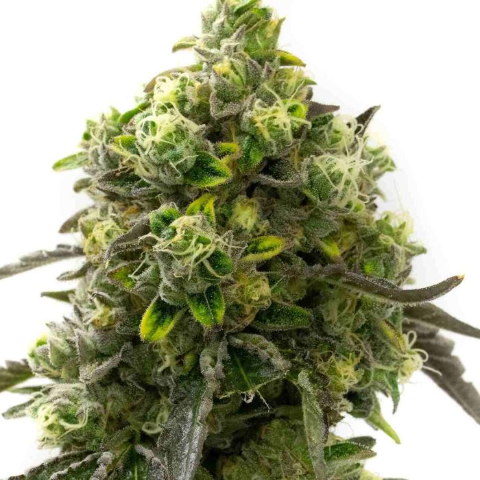 Blue Amnesia Autoflower Cannabis Seeds