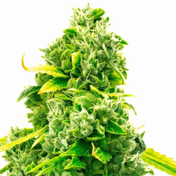 Super Silver Haze Autoflower Cannabis Seeds