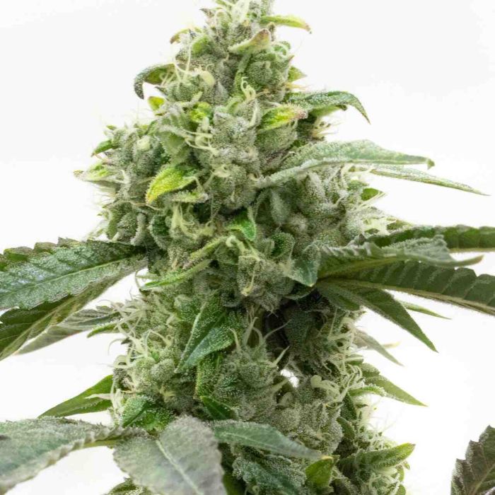 Critical Mass Feminized Cannabis Seeds