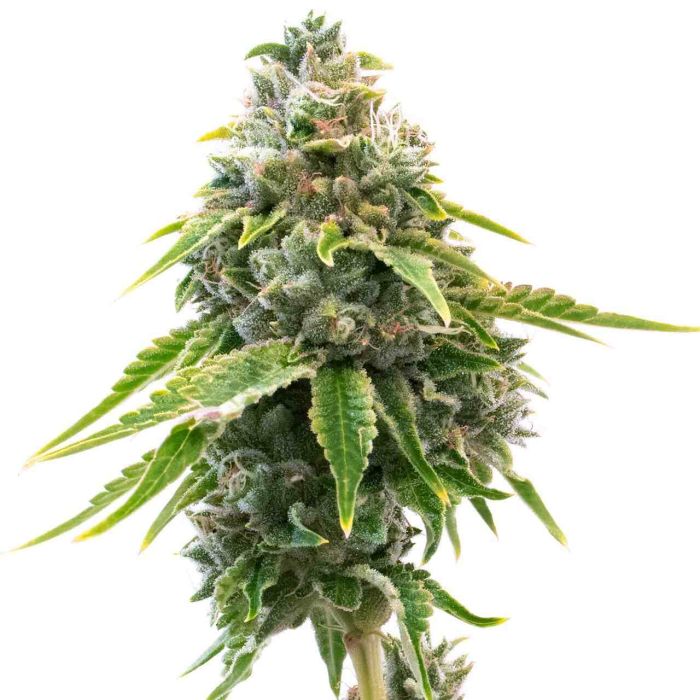 Neville's Haze Feminized Cannabis Seeds