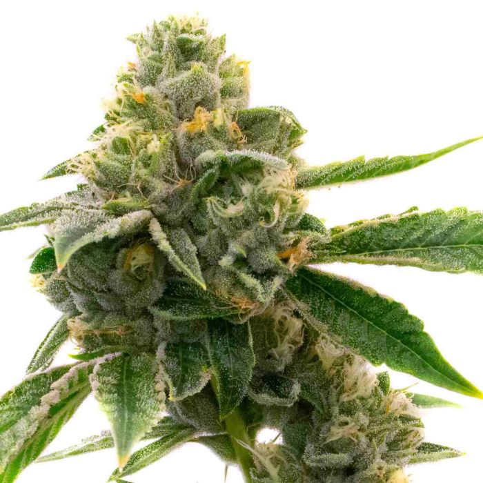 CBD White Widow Autoflower Cannabis Seeds
