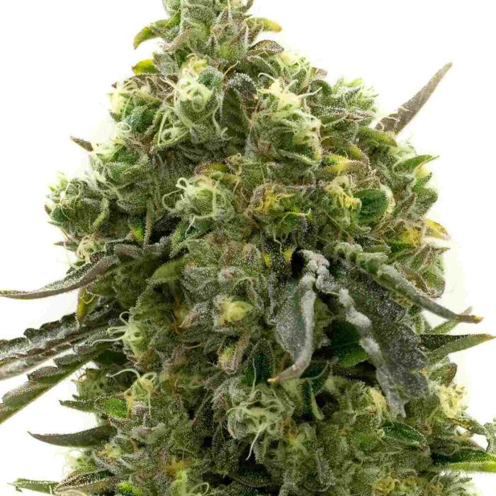 Cherry Pie Feminized Cannabis Seeds 