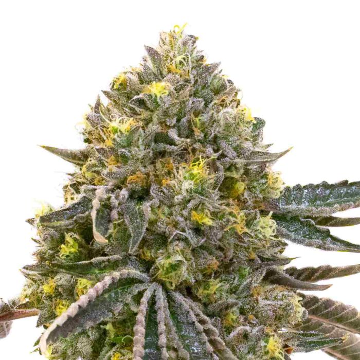 Dolato Feminized Cannabis Seeds