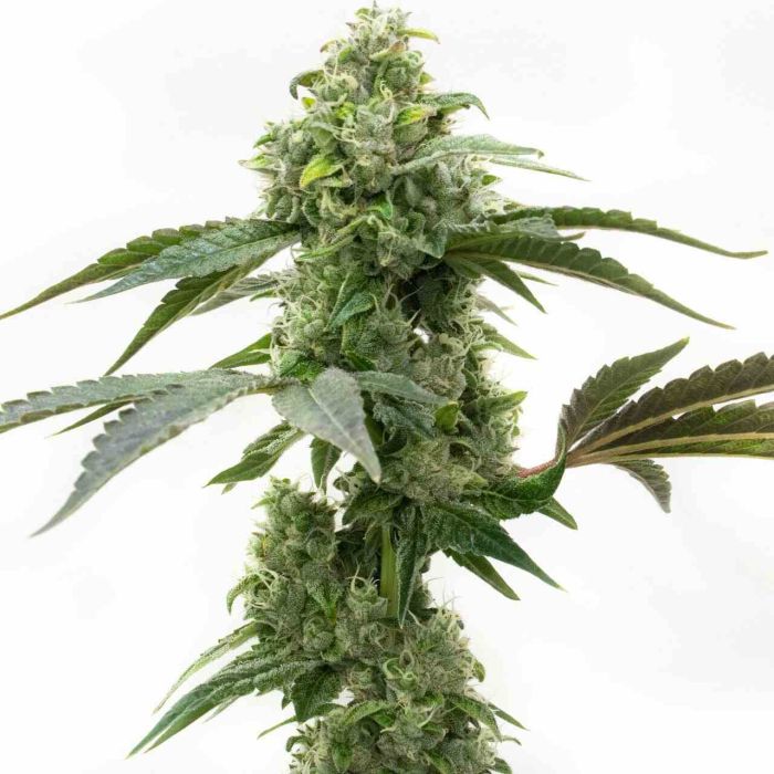 Critical Mass Feminized Cannabis Seeds