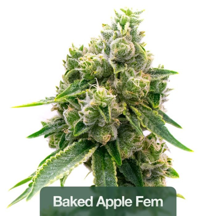 Hybrid Feminized Mix Pack