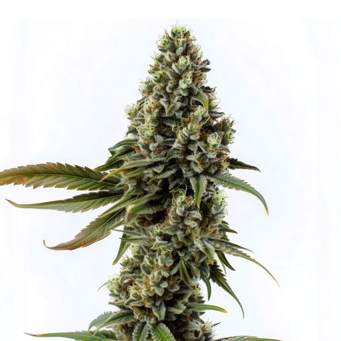 Banjo Candy Feminized Cannabis Seeds