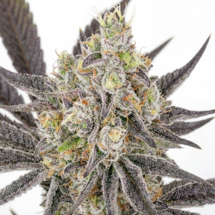 Banjo Candy Feminized