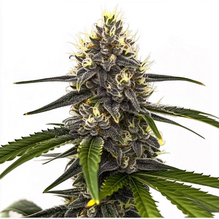 Bazooka Punch Feminized Cannabis Seeds