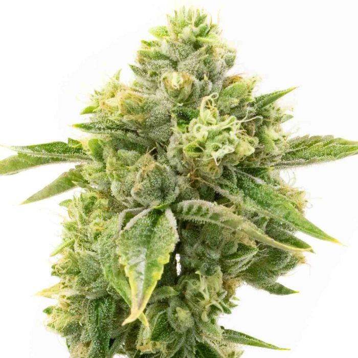 Amnesia Autoflower Cannabis Seeds