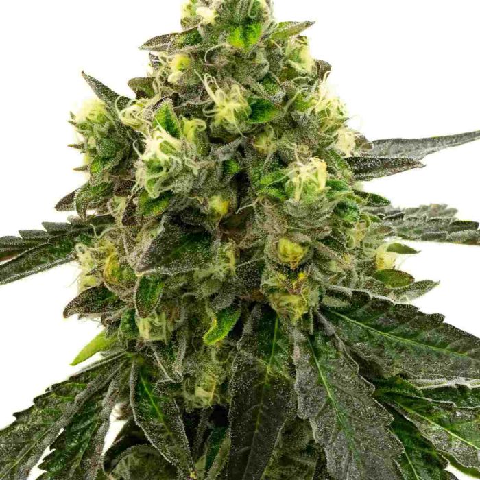 Girl Scout Cookies Feminized Cannabis Seeds