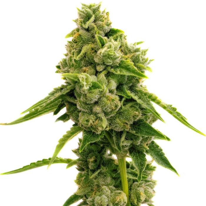 Lemon Pie Regular Cannabis Seeds