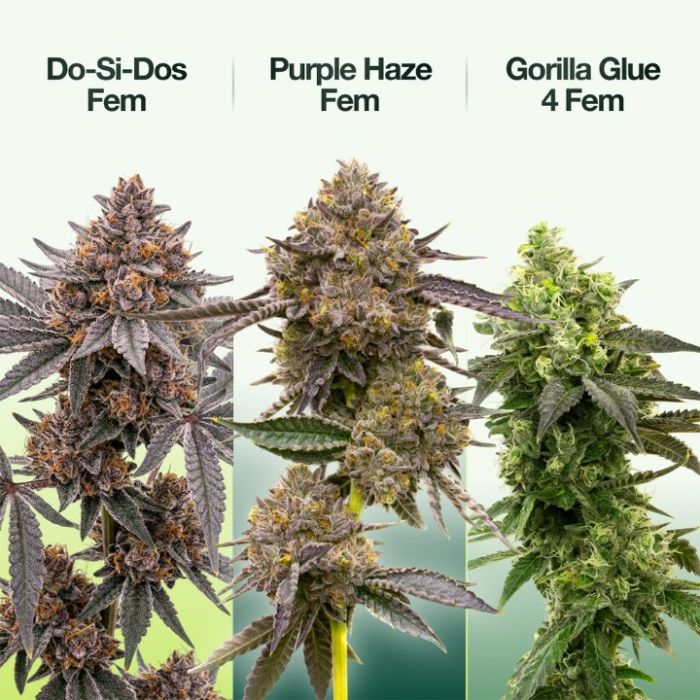 Beginner’s Seeds Mix Pack 