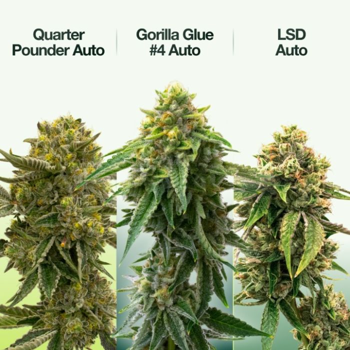 Best Sellers Auto Seeds Mix Pack