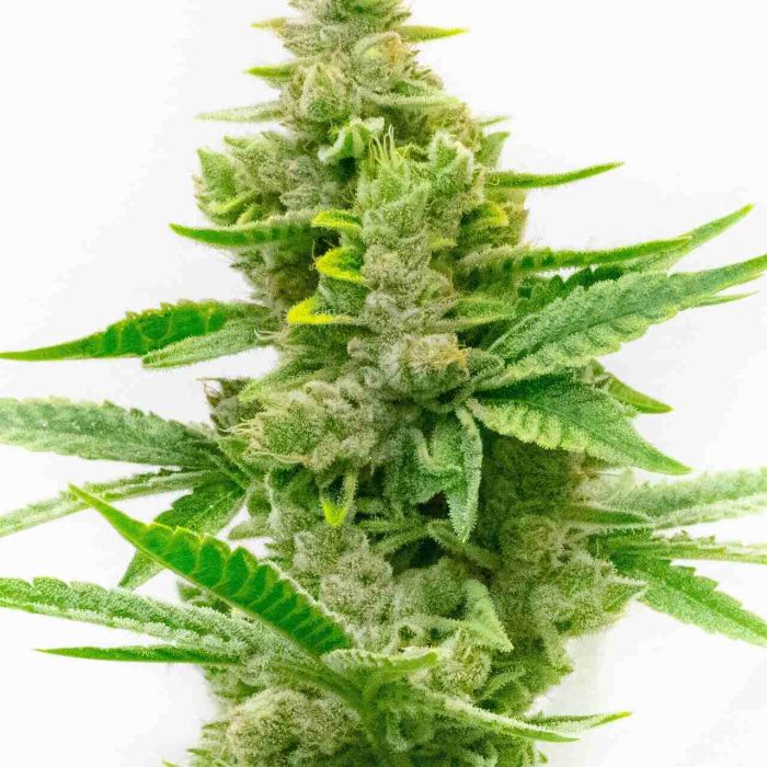 Critical Autoflower Cannabis Seeds