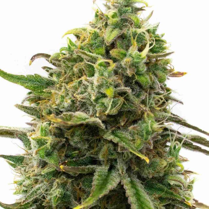 Strawberry Cough Feminized Cannabis Seeds