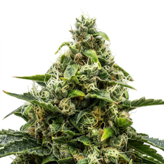 Big Bud Autoflower
