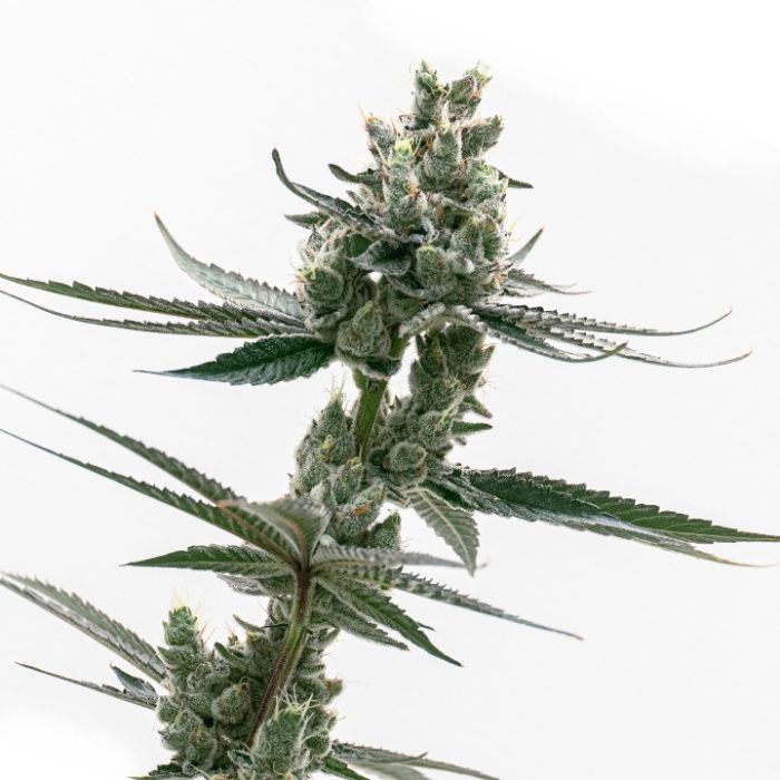 Biscotti Autoflower Cannabis Seeds