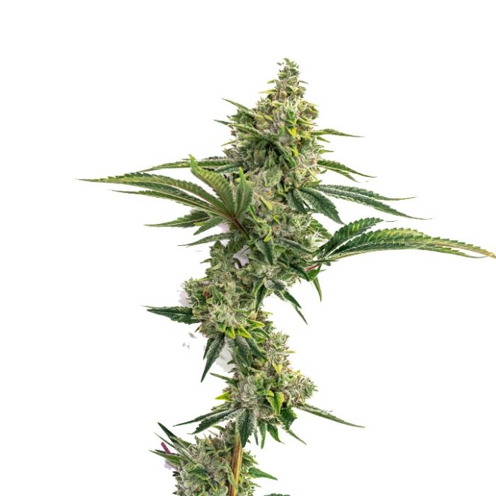 Biscotti Feminized Cannabis Seeds