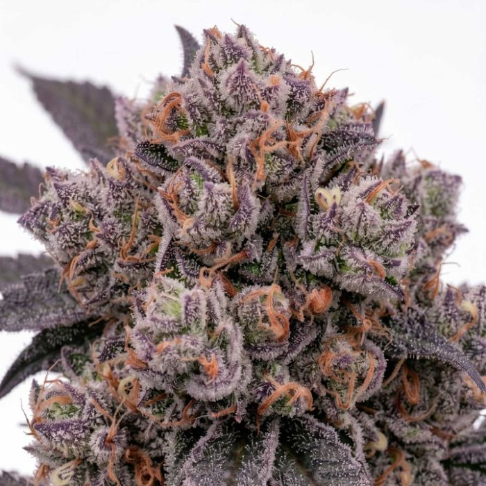 Black Cat Kush Seeds