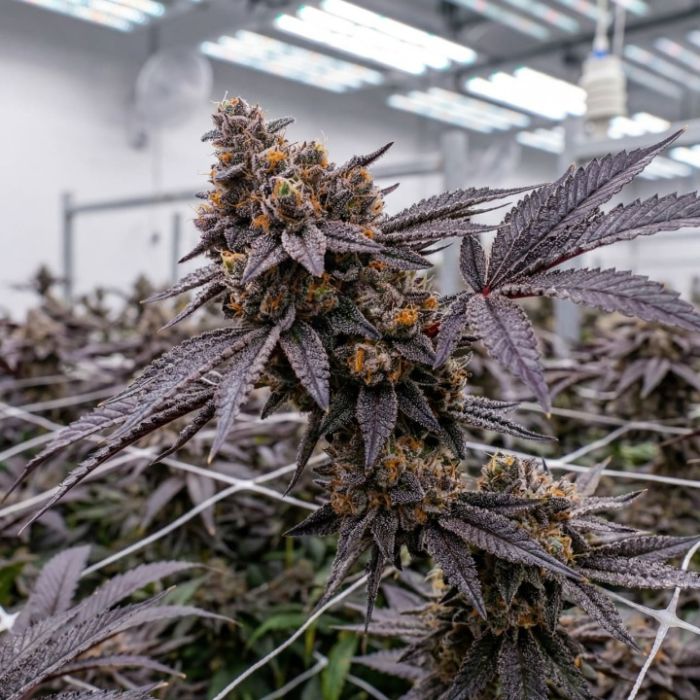 Black Cherry Gelato Cannabis Clones