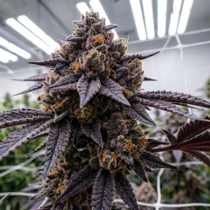 Black Cherry Gelato Cannabis Clones