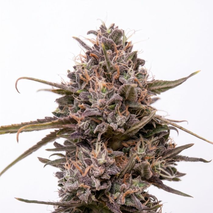 Black Cherry Punch Auto Seeds
