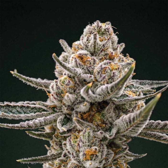 Black Baccara + Sunset Spice + Mimosa Clone Bundle
