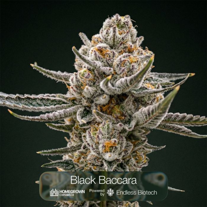 GG4 + Black Baccara + Hunter's Moon Clone Bundle