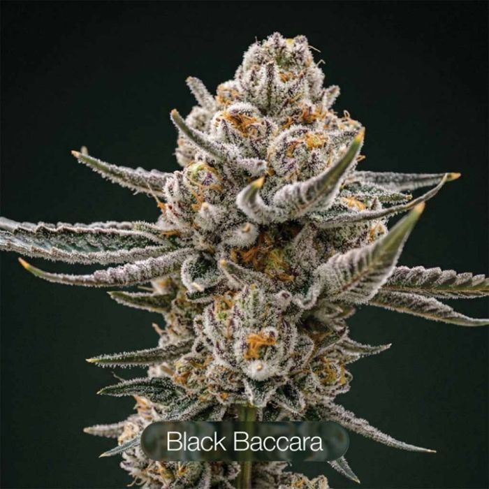 Black Baccara + Sunset Spice + Mimosa Clone Bundle